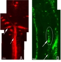Figure 1: Visualization of retrograde transport of nanoparticles in vivo in spinal cord axons of larval zebrafish (B).