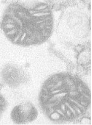 Figure 1: Two Mitochondria isolated from mouse liver by Eyad Katrangi, Ph.D. Candidate; TEM image taken by Bill Fowle.