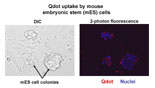 Figure 1: Labeling of Mouse Embryonic Stem Cells with Quantum Dot Nanoparticles