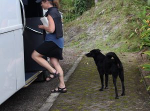 The dog was very interested in joining us on our trip to Mindo. 