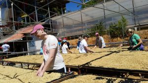 Students work on a coffee farm.