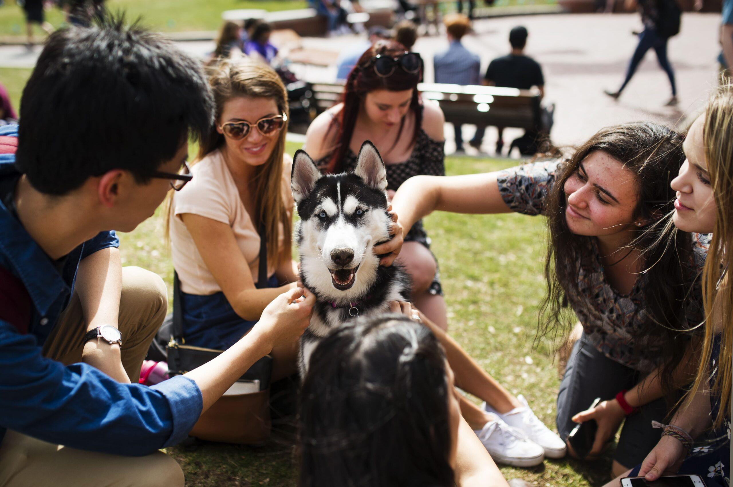 husky pup with students